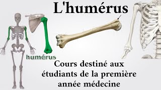 L'humérus | 1ère année médecine