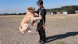 A middle-aged couple on holiday, enjoying the growth of their big puppy. 【Golden Retriever japan】