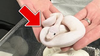 A Super Rare White Snake Has Been Born!｜Ball Python Morph List