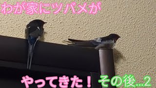 わが家にツバメがやってきた！その後…2