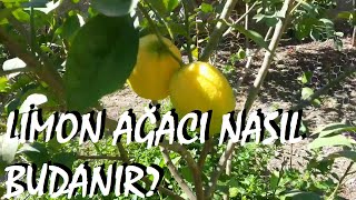 Limon ağacı ve mandalina ağacı nasıl budanır?