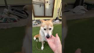 お父さんにムギってされ過ぎるゆずちゃん　柴犬ミックス犬 #柴犬 #雑種犬