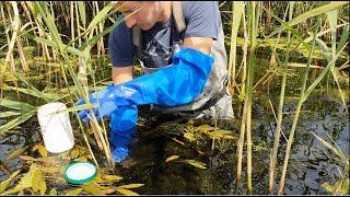 Diatom Training video - Part I field work