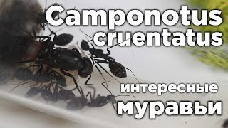 ИНТЕРЕСНЫЙ ВИД МУРАВЬЕВ - Camponotus cruentatus