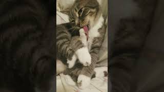 Grooming time #   cleaning time # catslife # cat # shortvideo