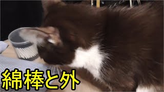 綿棒を猫に差し込もう…と思ったら…外で大変な事が…