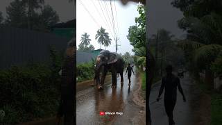 മഴപെയ്താൽ ഇവിടെ പിന്നെ ഇങ്ങനെയാണ്  😜😜 I Kaveri Elephant Malappuram #aana #shorts