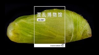 昆蟲的蛹裡發生了什麼 | What happened in insects' pupa | ChaosMuseum