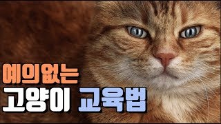 [ENG SUB] 집사한테 기어오르는 고양이 교육법!