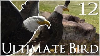 A Golden-Eyed Eaglet's Curiosity 🐦 Ultimate Bird Simulator - Episode #12