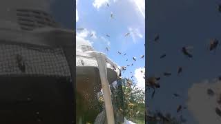 Americanized bees attack beekeepers in Panama City,  Florida