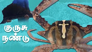 குருசு நண்டின் குறுங்கதை | Short story of the cross crab ✝️🦀நன்றி.மகிழ்ச்சி