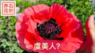 东方虞美人 - 艳丽的花园植物 - Papaver orientale (Oriental Poppy)