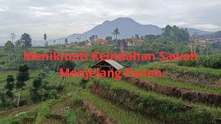 Menikmati Keindahan Sawah Menjelang Panen