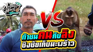 ท้าชนคนกับลิง ชิงชัยเก็บมะพร้าว | ปากท้องต้องรู้ | ช่อง8