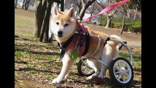 柴犬あん、今日も元気に走っています♪