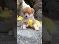 Puppy🐶and duck🐥 Friendship♥️ #shorts #viral #viralvideo #youtubeshorts #littledogs#duck#dog #cute