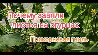 Почему листья на огурцах внезапно завяли и висят,как тряпочки?Прикорневая гниль огурцов- как лечить?