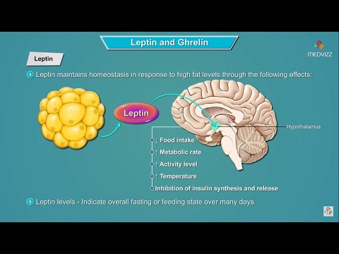 What does the endocrine system have to do with weight?