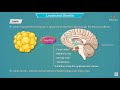 Leptin and Ghrelin hormones mechanism of action | Physiology : USMLE Step 1