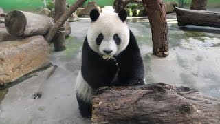 20221114 彪爸一叫就下樓 圓仔開心吃窩頭(午餐) Giant Panda Yuan Zai