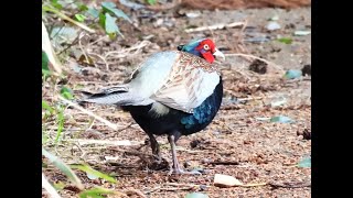 キジ♂の食事　茨城県南部の龍ヶ崎市