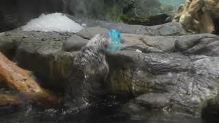 海遊館 ラッコ パタさん 夏のおやつ