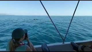 Humpback Whale at Marino Ballena National Park!