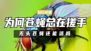 为何苍蝇总是在搓手，还会把头拧下来玩？无头苍蝇真的还能活吗