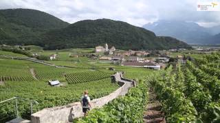 RANDONNER.CH Randonnées et saveurs: vignoble et Caveau du Cloître à Aigle VD