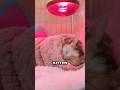 Man saved the life of a kitten #respect #shortvideo #animals #rescue