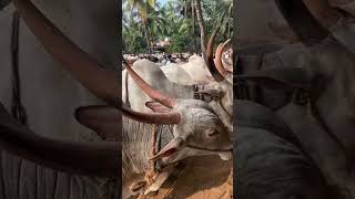 മഞ്ചേരി ചോലക്കൽ ചന്തയിലെ കാലികൾ #cow #kala #beef #beefcattle #buffalo #beefs #meat #beefcuttingmarke