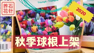 2020秋季花卉球根新上架