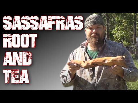 Sassafras Root and Tea: WARNING Declared Carcinogenic by the FDA Sassafras Root and Tea: WARNING Declared Carcinogenic by the FDA
