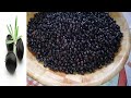 how to dry cure olives in 3 weeks dry salt cured olives recipe homemade salt cured olives