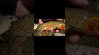 #fishing #flyfishing #brooktrout #browntroutfishing #trout #fish #fishingvideo #troutfishing #shorts