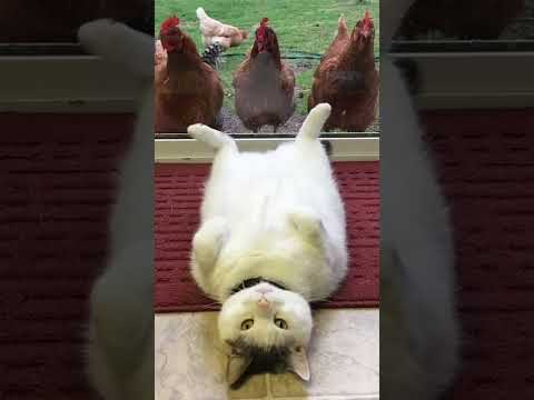 Иконка: Кошачья логика, которую не дано понять человеку