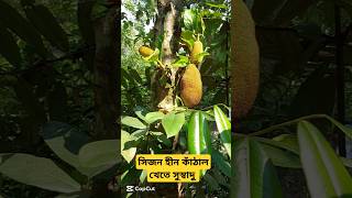 সৃজনহীন কাঁঠাল খেতে অনেক সুস্বাদু সুস্বাদু #কাঠাল #viralvideo #viralshorts