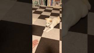 初めての伏せに挑戦する柴犬が可愛すぎる #柴犬 #しつけ