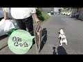 【わんこ】ごみ捨て用のマイカーに乗って風になったジャックラッセルテリアのむぎの巻【犬動画】