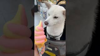 meiko的生活日記 白 しばいぬ White Shiba Inu 하얀색 시바 이누🍨 2024年6月3日🍦 霜淇淋 海鹽檸檬 Fami!ce 全家 FamilyMart Xpark 水族館 豐源店