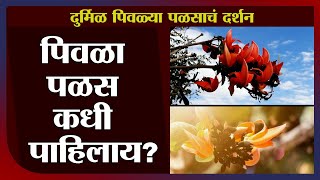 Flame of Forest | नांदेडच्या माहूर तालुक्यातील वडसा गावाजवळ फुलला दुर्मिळ पिवळा पळस -tv9