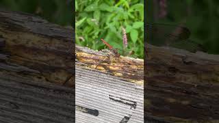 【dragonfly】リスアカネ♀(赤化型)