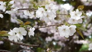 千葉県【 野田市の桜】　清水公園のコマツナギ が咲いていました。（Ｈ28.4.9）