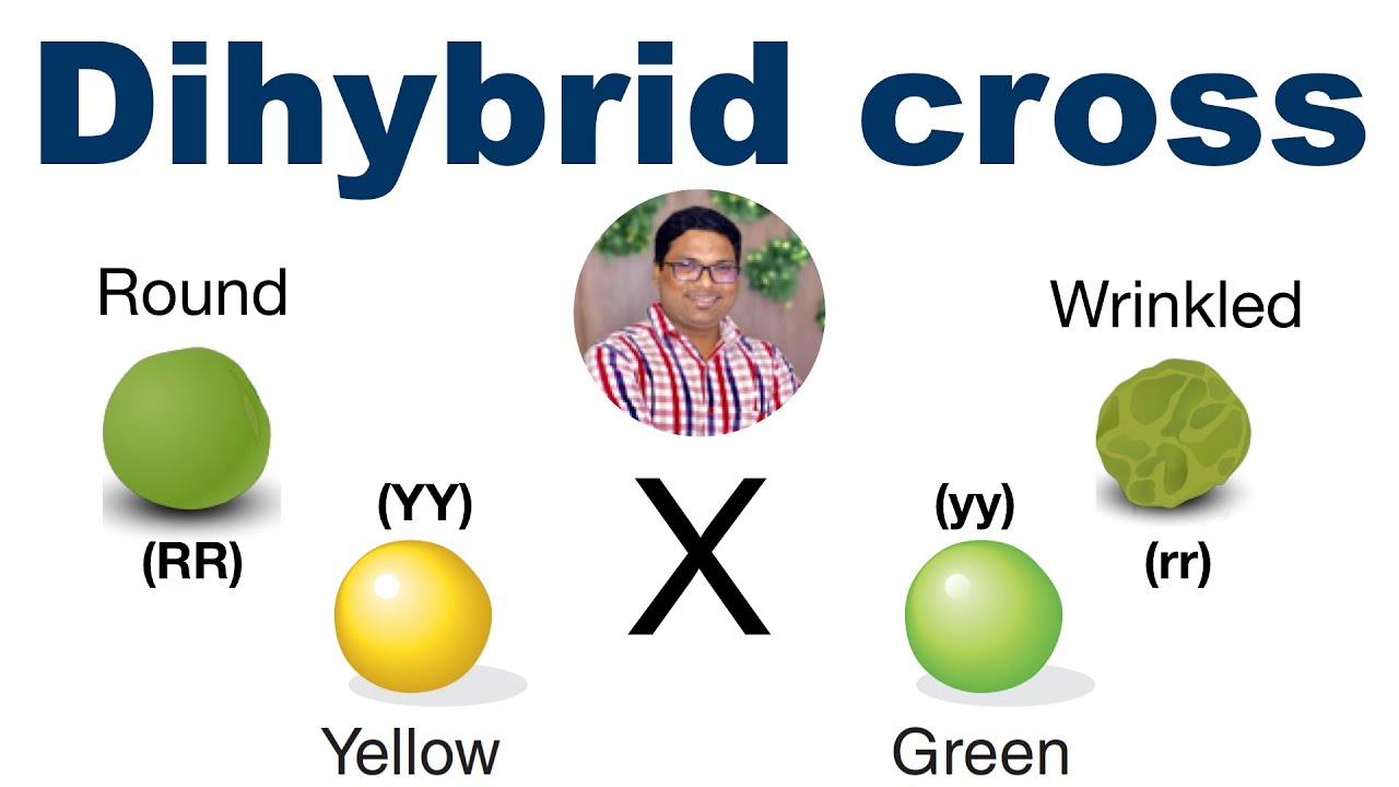 Dihybrid Cross Tutorial (using Punnett Square) | Mendel's Experiment ...