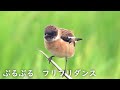 サギがこわくて細くなるノビタキ🐤