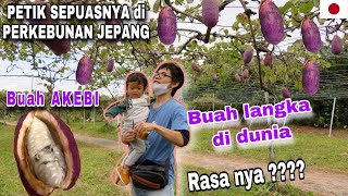 BUAH INI HANYA ADA DI JEPANG ? PANEN BUAH AKEBI. PETIK SEPUASNYA | RASA NYA ? | TIKATAKI VLOG