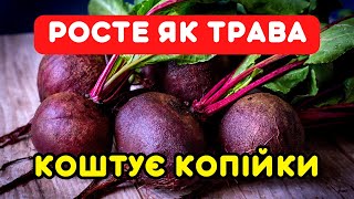 Сію 1 СОРТ БУРЯКА для салатів - вариться моментально і найсолодший. Коштує копійки, росте як трава!