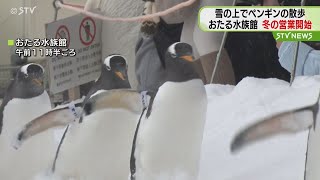 よちよち歩くペンギンが人気　健康増進のためコース延長　おたる水族館で冬の営業開始