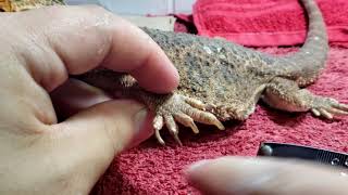 Neglected Dying Bearded Dragon RESCUE Day 7 | MASSIVE Overgrown Nail Trimming and Cutting